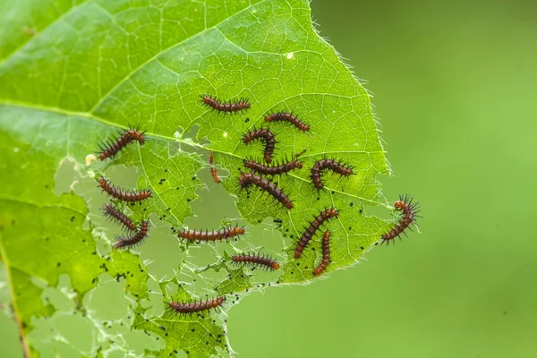 Det Finns Olika Typer Larver Naturen Deras Former Och Färger — Stockfoto