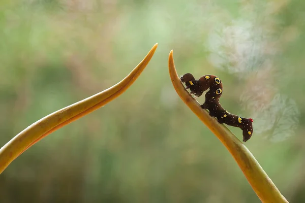 Gibt Verschiedene Arten Von Raupen Der Natur Ihre Formen Und — Stockfoto