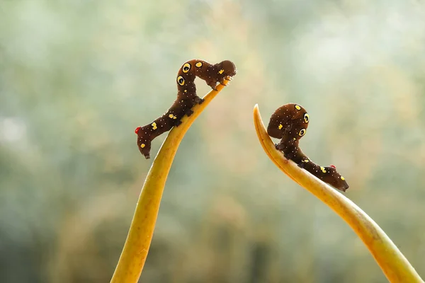 Zijn Verschillende Soorten Rupsen Natuur Hun Vormen Kleuren Zijn Mooi — Stockfoto