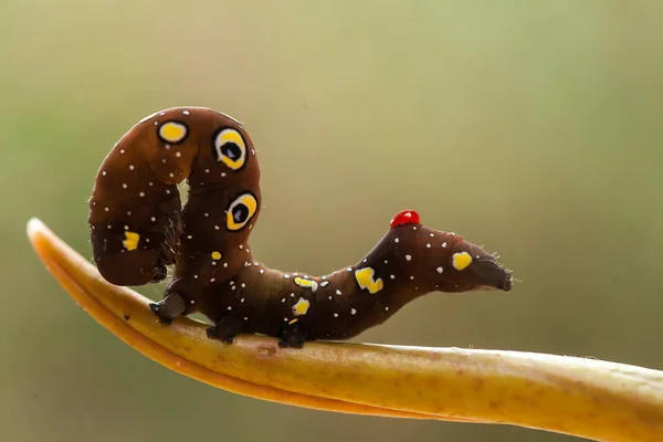 Zijn Verschillende Soorten Rupsen Natuur Hun Vormen Kleuren Zijn Mooi — Stockfoto