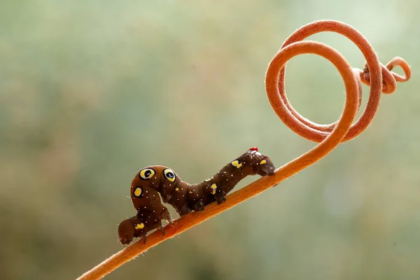 Gibt Verschiedene Arten Von Raupen Der Natur Ihre Formen Und — Stockfoto