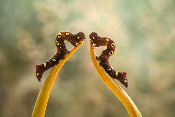 自然の中には様々な種類の毛虫があり その形や色は美しく いくつかは気味が悪いです 彼らは美しい蝶に変わる繭です — ストック写真