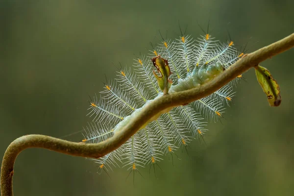 Zijn Verschillende Soorten Rupsen Natuur Hun Vormen Kleuren Zijn Mooi — Stockfoto