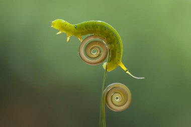 Doğada çeşitli tırtıllar vardır, şekilleri ve renkleri güzeldir, bazıları ürkütücüdür, bunlar güzel kelebeklere dönüşecek kozalardır.
