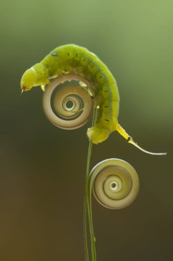 Doğada çeşitli tırtıllar vardır, şekilleri ve renkleri güzeldir, bazıları ürkütücüdür, bunlar güzel kelebeklere dönüşecek kozalardır.