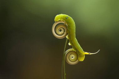 Doğada çeşitli tırtıllar vardır, şekilleri ve renkleri güzeldir, bazıları ürkütücüdür, bunlar güzel kelebeklere dönüşecek kozalardır.