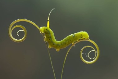 Doğada çeşitli tırtıllar vardır, şekilleri ve renkleri güzeldir, bazıları ürkütücüdür, bunlar güzel kelebeklere dönüşecek kozalardır.