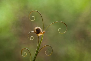 Bu salyangoz, genellikle yaprakların ve gizli yerlerin ucunda yer alan nemli bir yerde olmayı seven bir hayvan türüdür. İşgal ettiği bitkileri rahatsız etmezler..