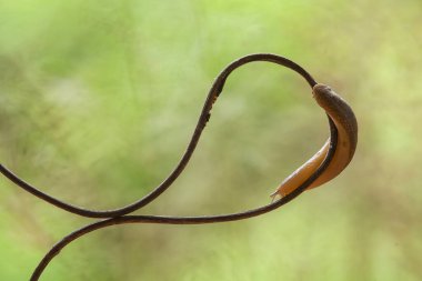 Bu salyangoz, genellikle yaprakların ve gizli yerlerin ucunda yer alan nemli bir yerde olmayı seven bir hayvan türüdür. İşgal ettiği bitkileri rahatsız etmezler..