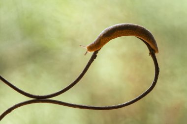 Bu salyangoz, genellikle yaprakların ve gizli yerlerin ucunda yer alan nemli bir yerde olmayı seven bir hayvan türüdür. İşgal ettiği bitkileri rahatsız etmezler..