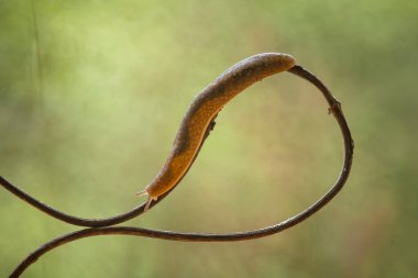 Bu salyangoz, genellikle yaprakların ve gizli yerlerin ucunda yer alan nemli bir yerde olmayı seven bir hayvan türüdür. İşgal ettiği bitkileri rahatsız etmezler..