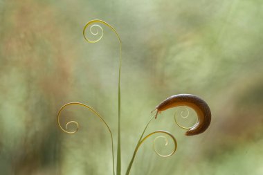 Bu salyangoz, genellikle yaprakların ve gizli yerlerin ucunda yer alan nemli bir yerde olmayı seven bir hayvan türüdür. İşgal ettiği bitkileri rahatsız etmezler..