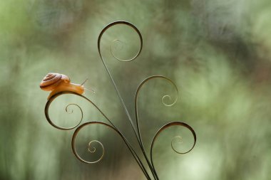 Bu salyangoz, genellikle yaprakların ve gizli yerlerin ucunda yer alan nemli bir yerde olmayı seven bir hayvan türüdür. İşgal ettiği bitkileri rahatsız etmezler..