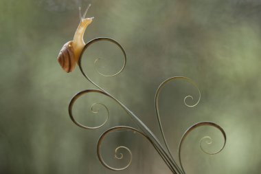 Bu salyangoz, genellikle yaprakların ve gizli yerlerin ucunda yer alan nemli bir yerde olmayı seven bir hayvan türüdür. İşgal ettiği bitkileri rahatsız etmezler..