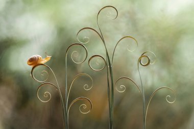 Bu salyangoz, genellikle yaprakların ve gizli yerlerin ucunda yer alan nemli bir yerde olmayı seven bir hayvan türüdür. İşgal ettiği bitkileri rahatsız etmezler..