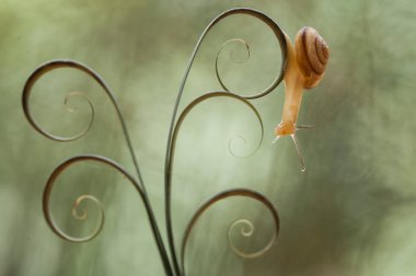 Bu salyangoz, genellikle yaprakların ve gizli yerlerin ucunda yer alan nemli bir yerde olmayı seven bir hayvan türüdür. İşgal ettiği bitkileri rahatsız etmezler..