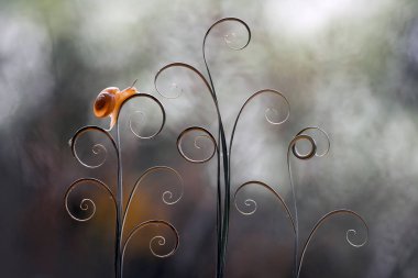 Bu salyangoz, genellikle yaprakların ve gizli yerlerin ucunda yer alan nemli bir yerde olmayı seven bir hayvan türüdür. İşgal ettiği bitkileri rahatsız etmezler..