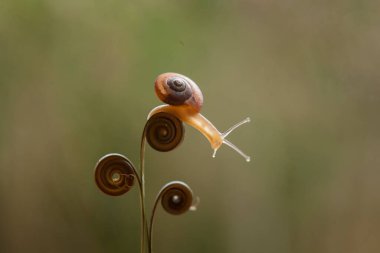 Bu salyangoz, genellikle yaprakların ve gizli yerlerin ucunda yer alan nemli bir yerde olmayı seven bir hayvan türüdür. İşgal ettiği bitkileri rahatsız etmezler..