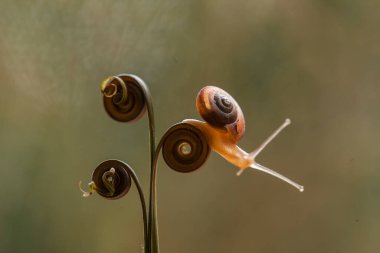Bu salyangoz, genellikle yaprakların ve gizli yerlerin ucunda yer alan nemli bir yerde olmayı seven bir hayvan türüdür. İşgal ettiği bitkileri rahatsız etmezler..