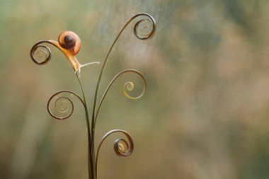 Bu salyangoz, genellikle yaprakların ve gizli yerlerin ucunda yer alan nemli bir yerde olmayı seven bir hayvan türüdür. İşgal ettiği bitkileri rahatsız etmezler..