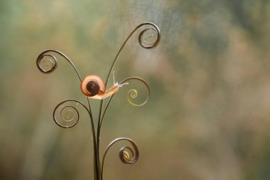 Bu salyangoz, genellikle yaprakların ve gizli yerlerin ucunda yer alan nemli bir yerde olmayı seven bir hayvan türüdür. İşgal ettiği bitkileri rahatsız etmezler..