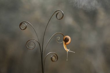 Bu salyangoz, genellikle yaprakların ve gizli yerlerin ucunda yer alan nemli bir yerde olmayı seven bir hayvan türüdür. İşgal ettiği bitkileri rahatsız etmezler..