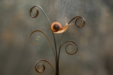 Bu salyangoz, genellikle yaprakların ve gizli yerlerin ucunda yer alan nemli bir yerde olmayı seven bir hayvan türüdür. İşgal ettiği bitkileri rahatsız etmezler..