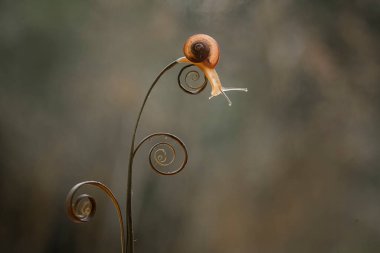 Bu salyangoz, genellikle yaprakların ve gizli yerlerin ucunda yer alan nemli bir yerde olmayı seven bir hayvan türüdür. İşgal ettiği bitkileri rahatsız etmezler..