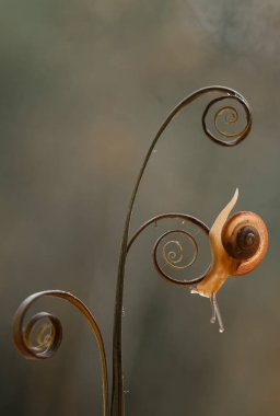 Bu salyangoz, genellikle yaprakların ve gizli yerlerin ucunda yer alan nemli bir yerde olmayı seven bir hayvan türüdür. İşgal ettiği bitkileri rahatsız etmezler..