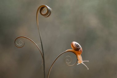 Bu salyangoz, genellikle yaprakların ve gizli yerlerin ucunda yer alan nemli bir yerde olmayı seven bir hayvan türüdür. İşgal ettiği bitkileri rahatsız etmezler..