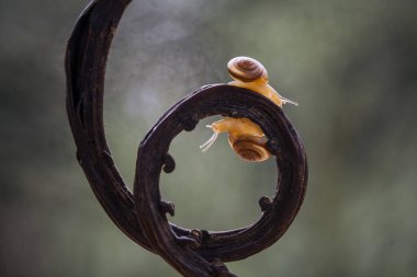 Bu salyangoz, genellikle yaprakların ve gizli yerlerin ucunda yer alan nemli bir yerde olmayı seven bir hayvan türüdür. İşgal ettiği bitkileri rahatsız etmezler..