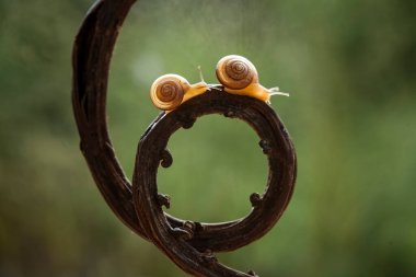 Bu salyangoz, genellikle yaprakların ve gizli yerlerin ucunda yer alan nemli bir yerde olmayı seven bir hayvan türüdür. İşgal ettiği bitkileri rahatsız etmezler..