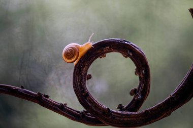 Bu salyangoz, genellikle yaprakların ve gizli yerlerin ucunda yer alan nemli bir yerde olmayı seven bir hayvan türüdür. İşgal ettiği bitkileri rahatsız etmezler..