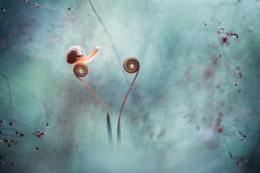 Bu salyangoz, genellikle yaprakların ve gizli yerlerin ucunda yer alan nemli bir yerde olmayı seven bir hayvan türüdür. İşgal ettiği bitkileri rahatsız etmezler..