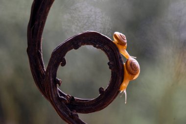 Bu salyangoz, genellikle yaprakların ve gizli yerlerin ucunda yer alan nemli bir yerde olmayı seven bir hayvan türüdür. İşgal ettiği bitkileri rahatsız etmezler..