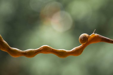 Bu salyangoz, genellikle yaprakların ve gizli yerlerin ucunda yer alan nemli bir yerde olmayı seven bir hayvan türüdür. İşgal ettiği bitkileri rahatsız etmezler..