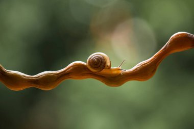 Bu salyangoz, genellikle yaprakların ve gizli yerlerin ucunda yer alan nemli bir yerde olmayı seven bir hayvan türüdür. İşgal ettiği bitkileri rahatsız etmezler..