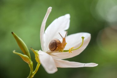Bu salyangoz, genellikle yaprakların ve gizli yerlerin ucunda yer alan nemli bir yerde olmayı seven bir hayvan türüdür. İşgal ettiği bitkileri rahatsız etmezler..
