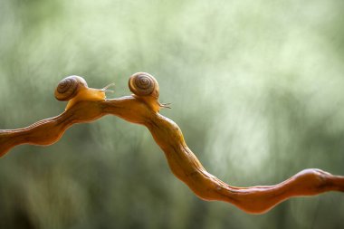 Bu salyangoz, genellikle yaprakların ve gizli yerlerin ucunda yer alan nemli bir yerde olmayı seven bir hayvan türüdür. İşgal ettiği bitkileri rahatsız etmezler..