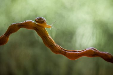 Bu salyangoz, genellikle yaprakların ve gizli yerlerin ucunda yer alan nemli bir yerde olmayı seven bir hayvan türüdür. İşgal ettiği bitkileri rahatsız etmezler..