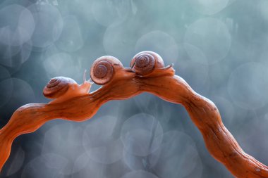 Bu salyangoz, genellikle yaprakların ve gizli yerlerin ucunda yer alan nemli bir yerde olmayı seven bir hayvan türüdür. İşgal ettiği bitkileri rahatsız etmezler..