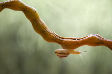 Bu salyangoz, genellikle yaprakların ve gizli yerlerin ucunda yer alan nemli bir yerde olmayı seven bir hayvan türüdür. İşgal ettiği bitkileri rahatsız etmezler..