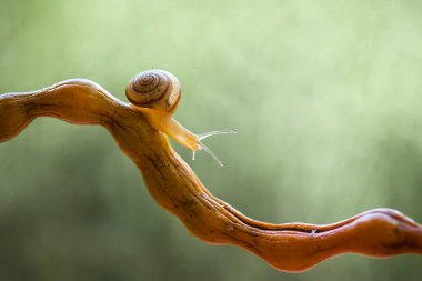 Bu salyangoz, genellikle yaprakların ve gizli yerlerin ucunda yer alan nemli bir yerde olmayı seven bir hayvan türüdür. İşgal ettiği bitkileri rahatsız etmezler..