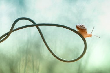 Bu salyangoz, genellikle yaprakların ve gizli yerlerin ucunda yer alan nemli bir yerde olmayı seven bir hayvan türüdür. İşgal ettiği bitkileri rahatsız etmezler..