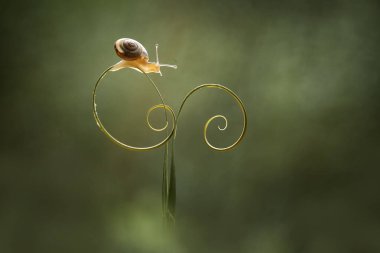 Bu salyangoz, genellikle yaprakların ve gizli yerlerin ucunda yer alan nemli bir yerde olmayı seven bir hayvan türüdür. İşgal ettiği bitkileri rahatsız etmezler..