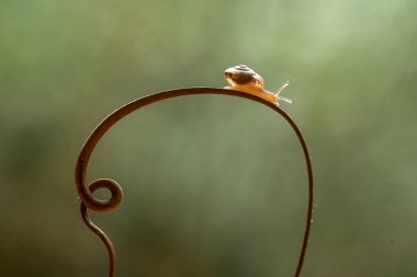 Bu salyangoz, genellikle yaprakların ve gizli yerlerin ucunda yer alan nemli bir yerde olmayı seven bir hayvan türüdür. İşgal ettiği bitkileri rahatsız etmezler..