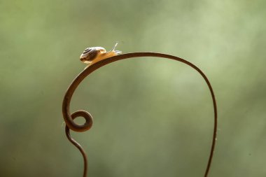 Bu salyangoz, genellikle yaprakların ve gizli yerlerin ucunda yer alan nemli bir yerde olmayı seven bir hayvan türüdür. İşgal ettiği bitkileri rahatsız etmezler..