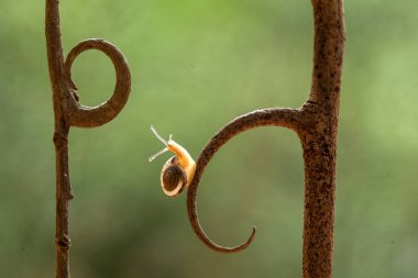 Bu salyangoz, genellikle yaprakların ve gizli yerlerin ucunda yer alan nemli bir yerde olmayı seven bir hayvan türüdür. İşgal ettiği bitkileri rahatsız etmezler..