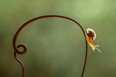 Bu salyangoz, genellikle yaprakların ve gizli yerlerin ucunda yer alan nemli bir yerde olmayı seven bir hayvan türüdür. İşgal ettiği bitkileri rahatsız etmezler..