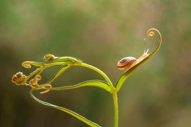 Bu salyangoz, genellikle yaprakların ve gizli yerlerin ucunda yer alan nemli bir yerde olmayı seven bir hayvan türüdür. İşgal ettiği bitkileri rahatsız etmezler..